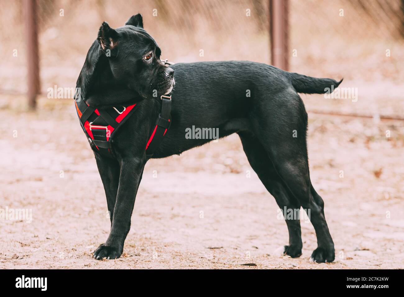 Black Young Cane Corso Dog Wears In Special Clothes Sitting Outdoors