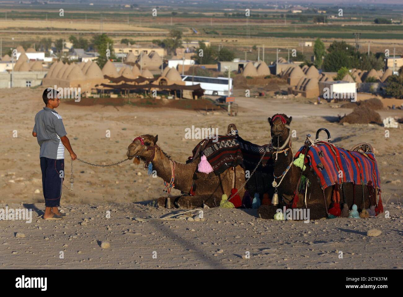 A boy with a pair of camels waits for tourists on a hill above the ancient town of Harran in eastern Turkey. Harran dates from 3rd millennium BC. Stock Photo