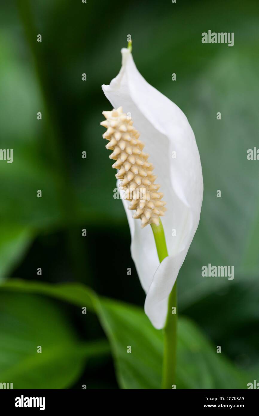 Flower, white peace lily blossom Stock Photo
