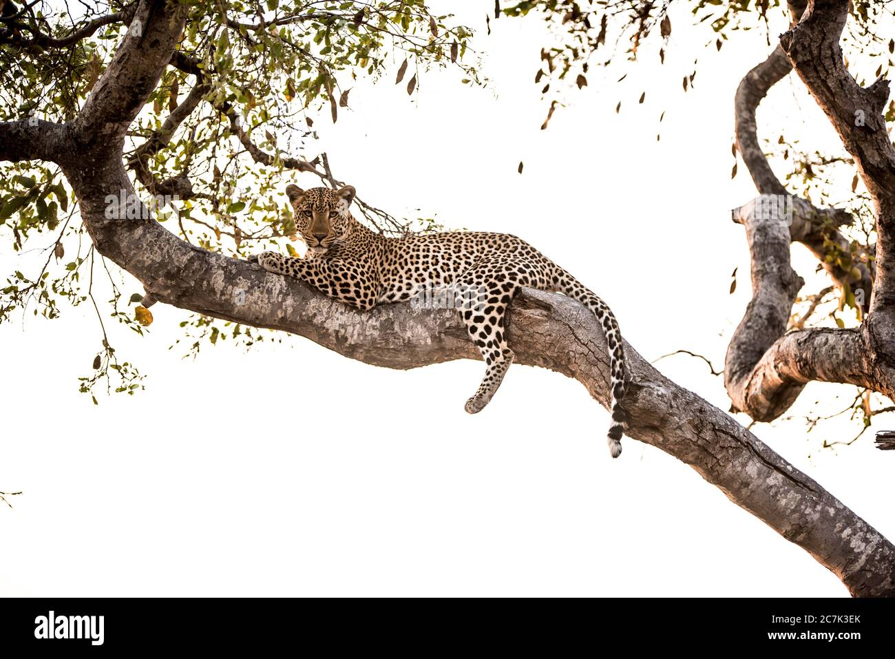 Low angle shot of an african leopard resting on the tree branch Stock ...