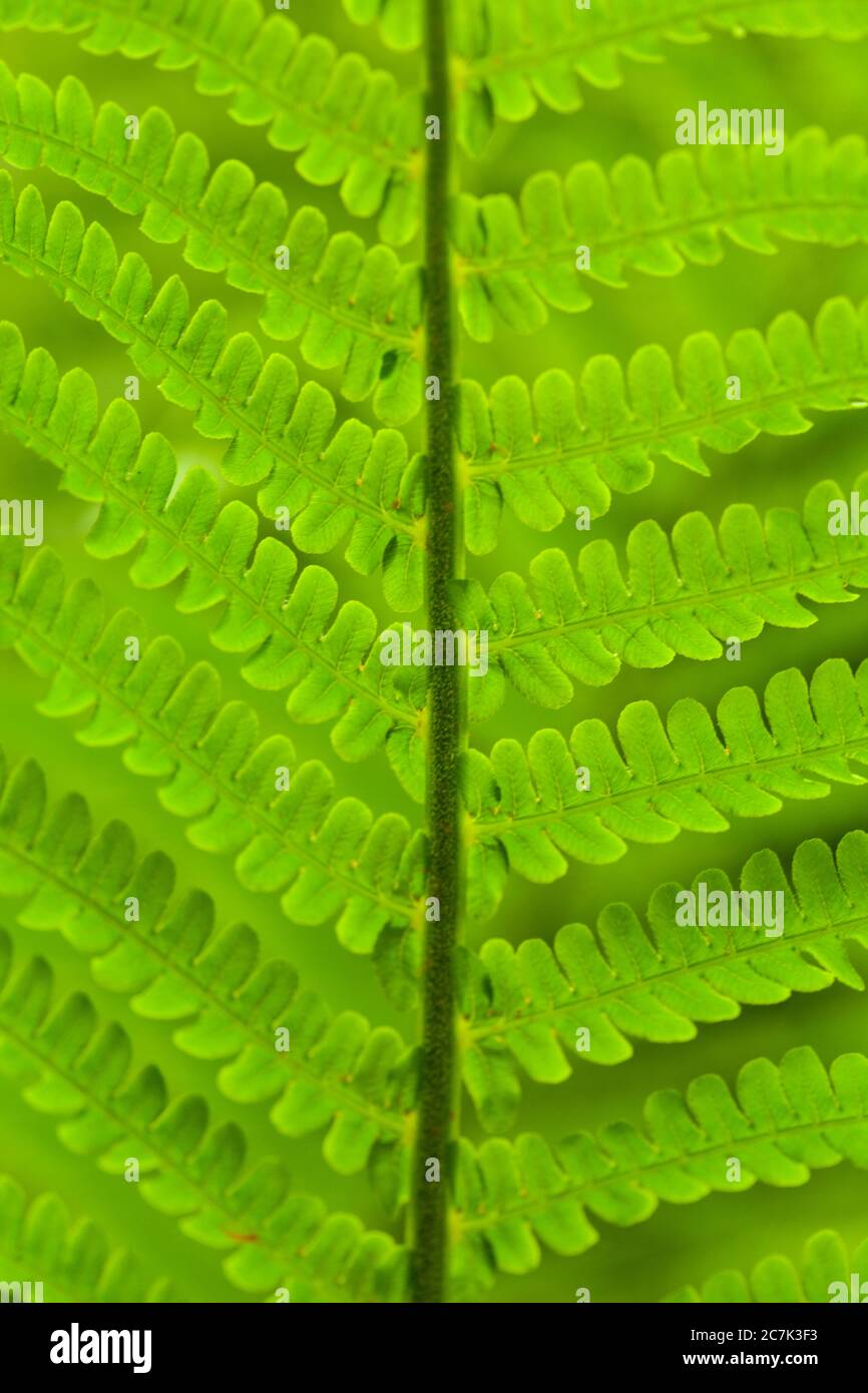 Green fern leaf hi-res stock photography and images - Alamy