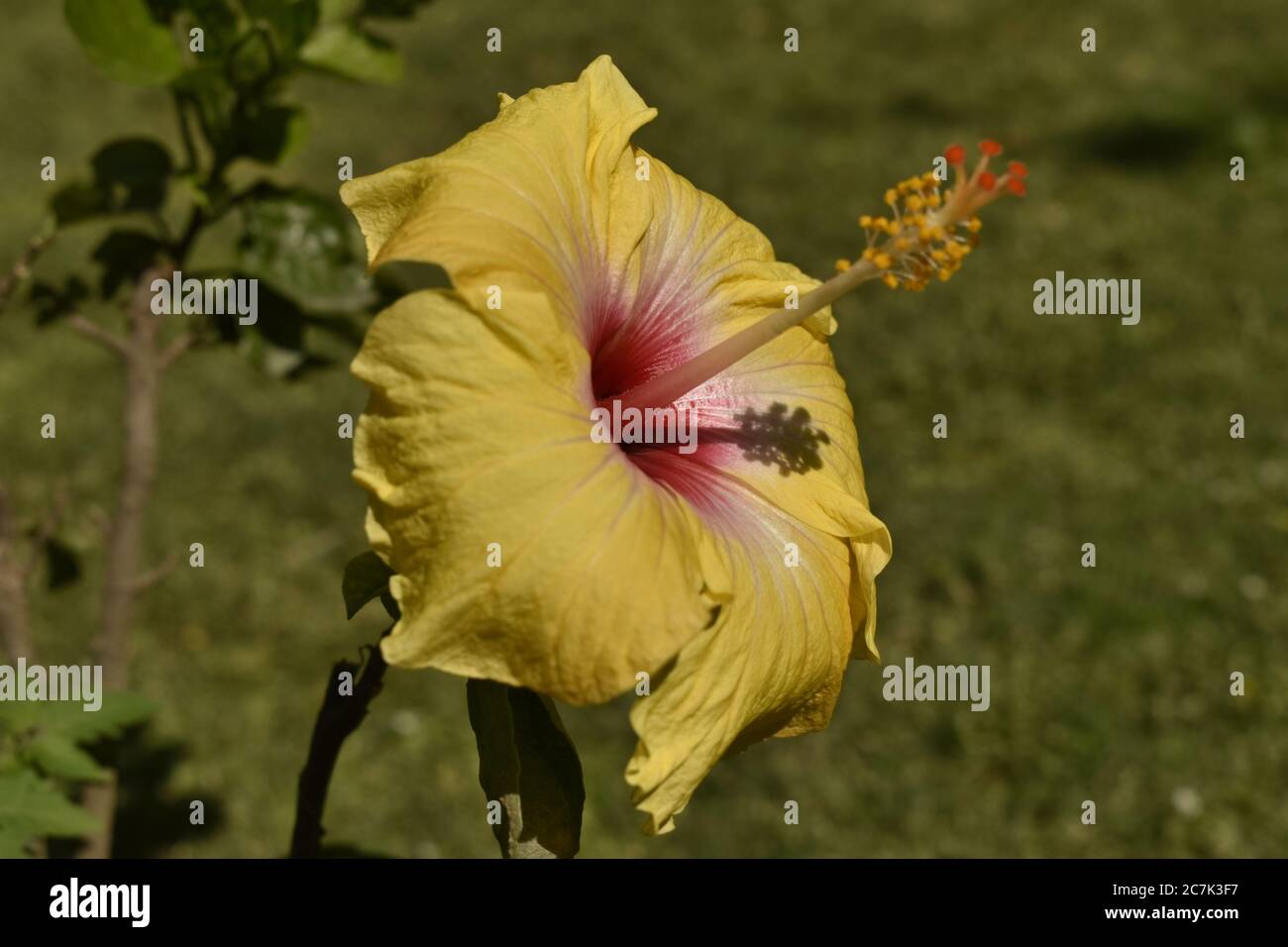 A beautiful closeup photograph of a yellow hibiscus flower Stock Photo ...