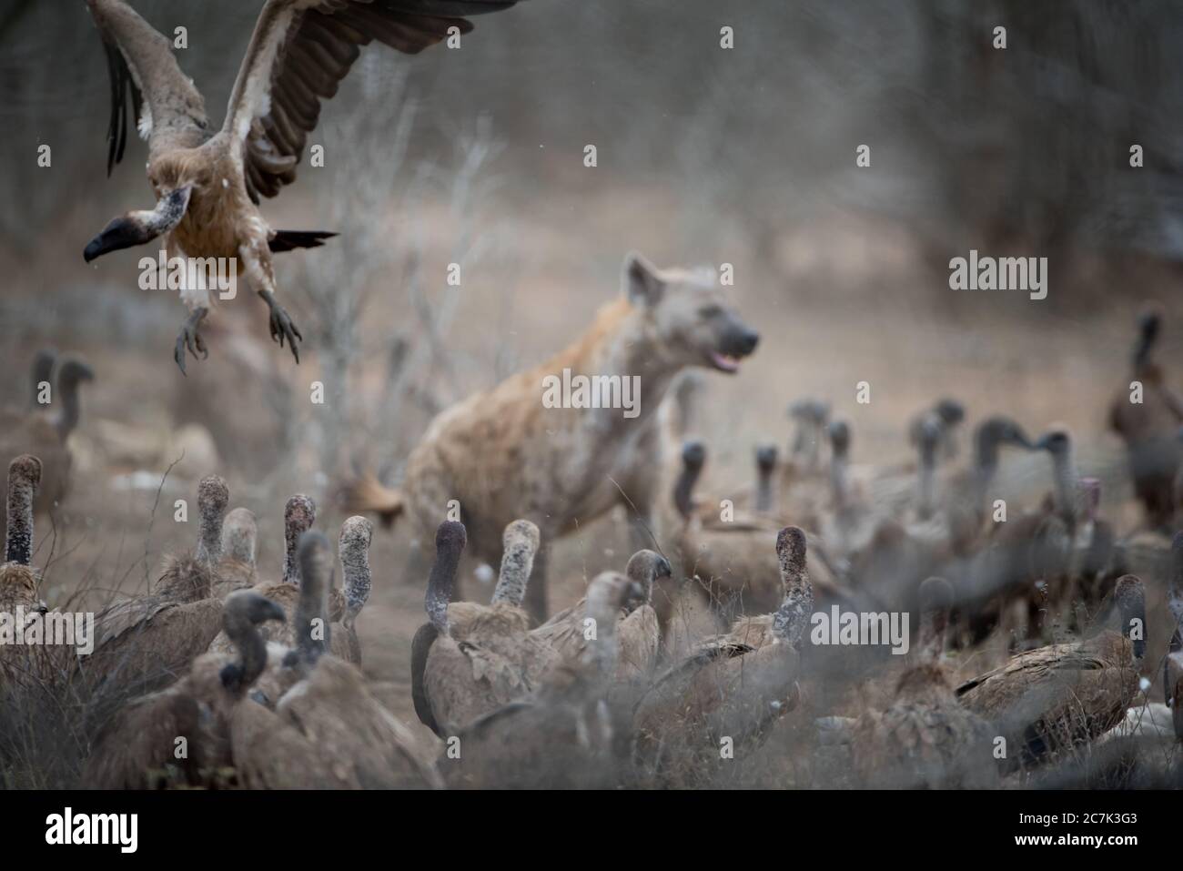 hyena-with-prey-hi-res-stock-photography-and-images-alamy