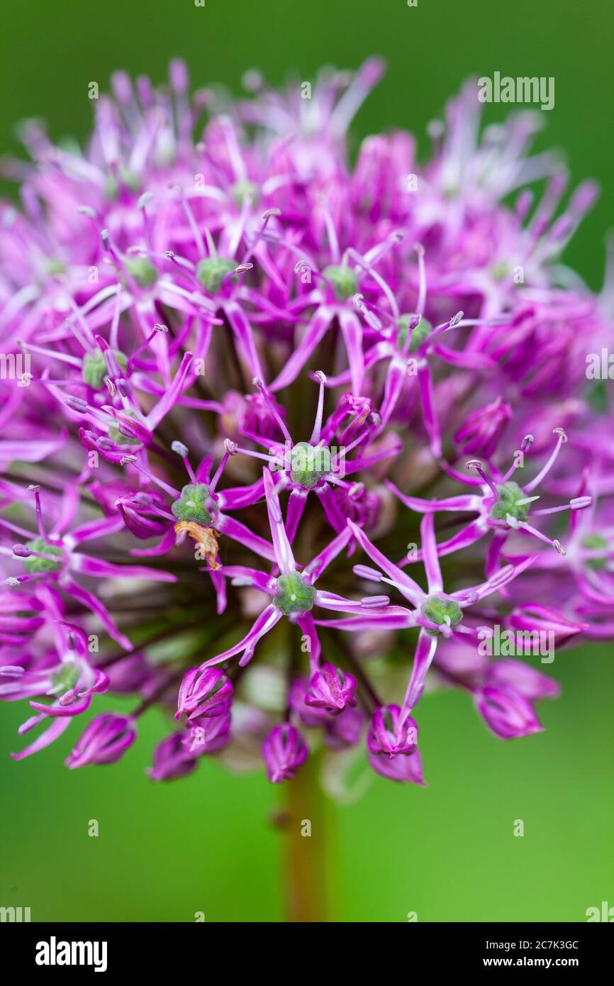 Ornamental onion flower Stock Photo Alamy