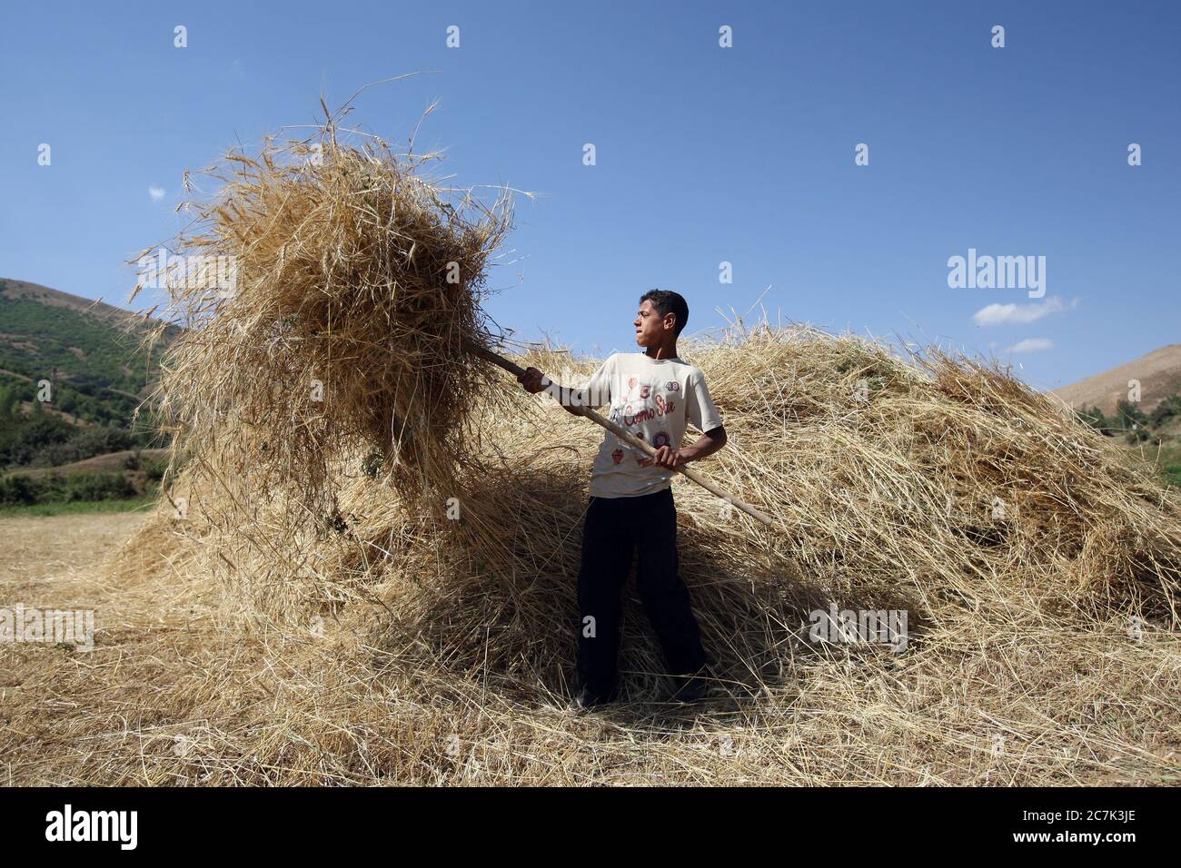 A Kurdish boy works stacking hay with a pitch fork on his family farm in the early morning near Tatvan in the far east of Turkey. Stock Photo