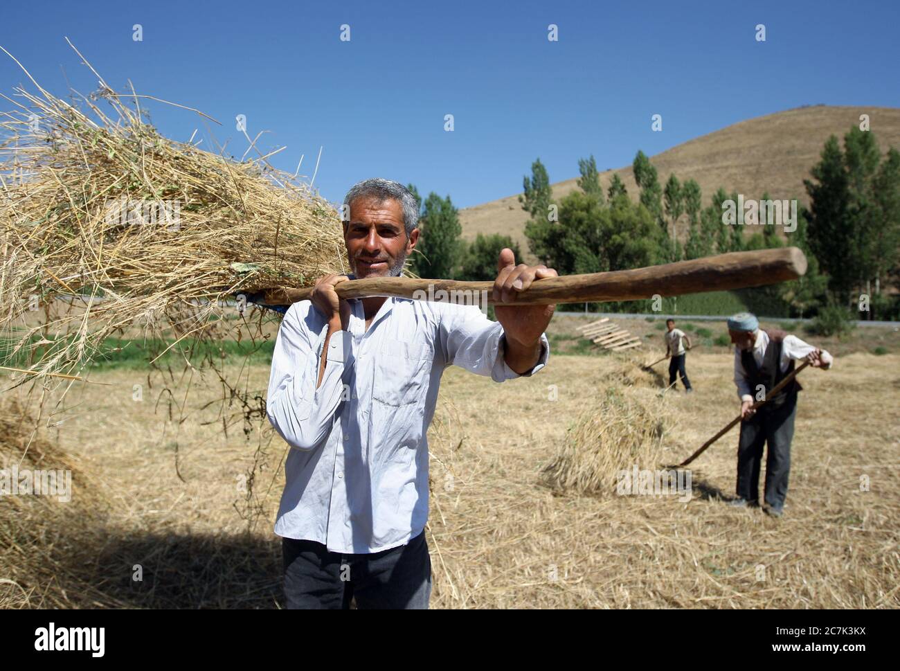 Three generations of a Kurdish farming family gather hay in a field using pitch forks in the early morning near Tatvan in the far east of Turkey. Stock Photo