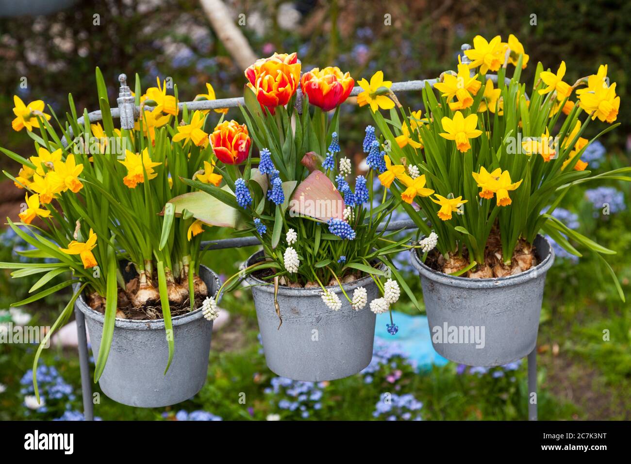 Spring Flowers in flowerpots Stock Photo