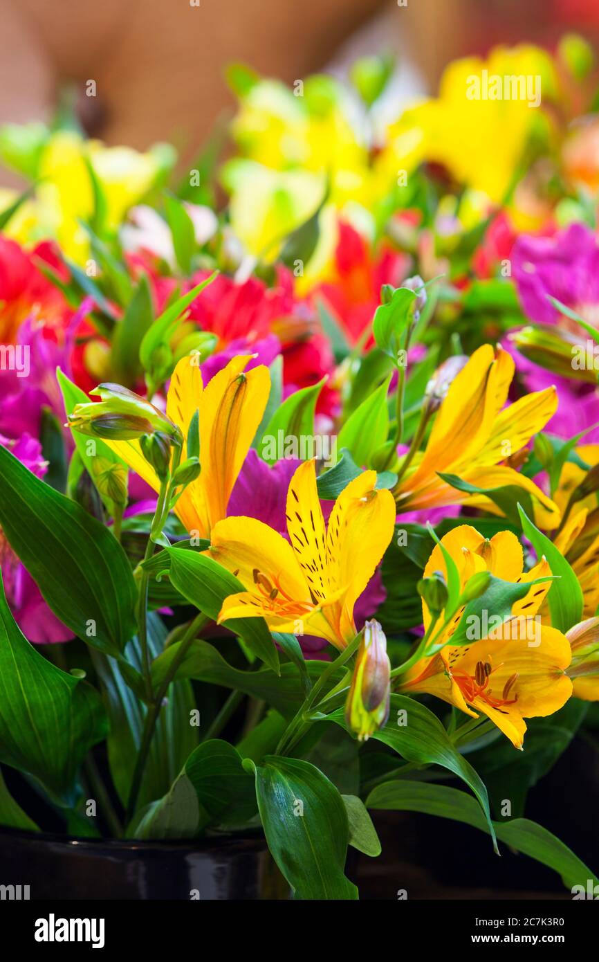 Freesia flowers Stock Photo