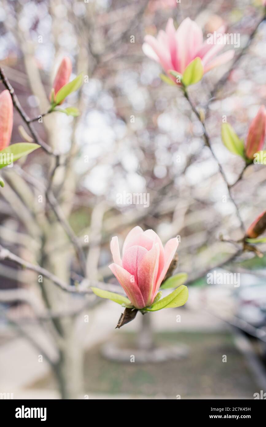 Close-up of a pink magnolia tree Stock Photo