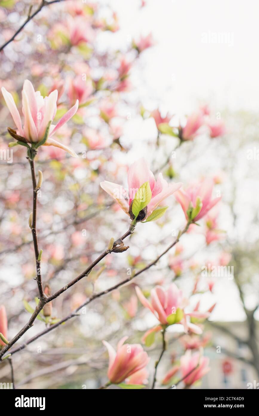 Pink magnolia tree hi-res stock photography and images - Alamy