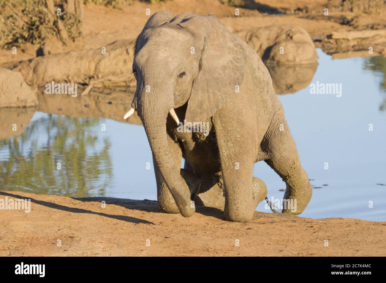 An African elephant struggling to climb out of a waterhole in Kruger, South Africa Stock Photo