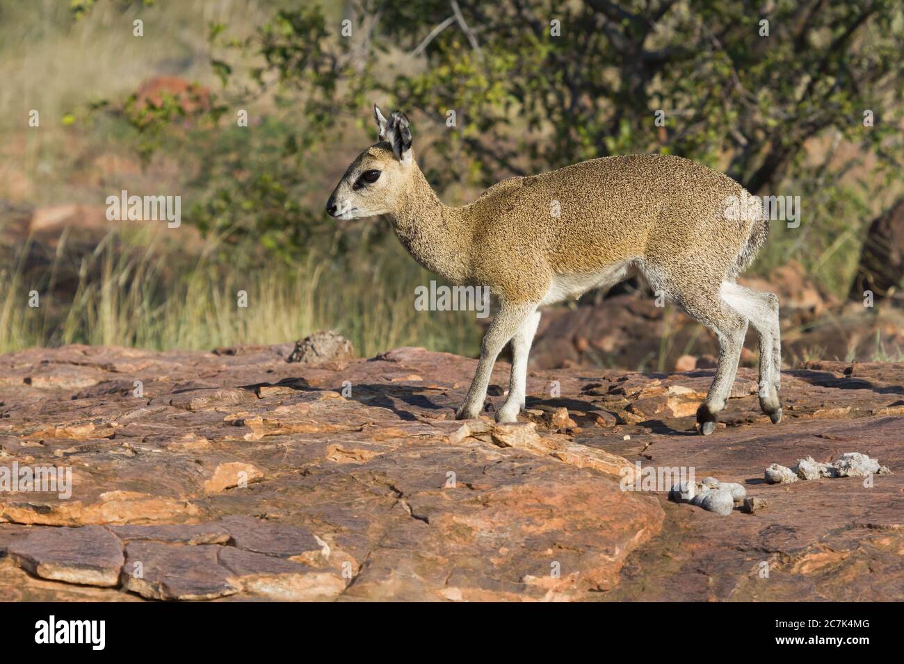 Sturdy female Klipspringer closeup standing tiptoe on a rock in Mapungubwe, South Africa Stock Photo
