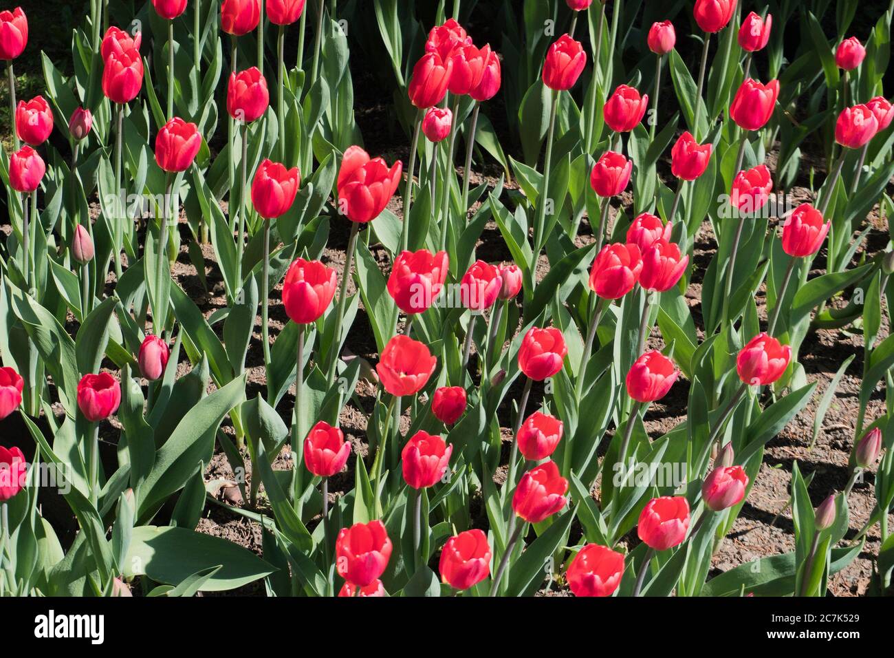 red Tulip on a spring day in a flower bed Stock Photo - Alamy