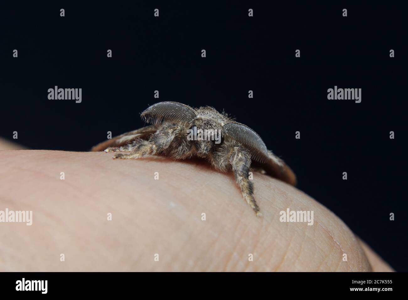 Gypsy moth damage hi-res stock photography and images - Alamy