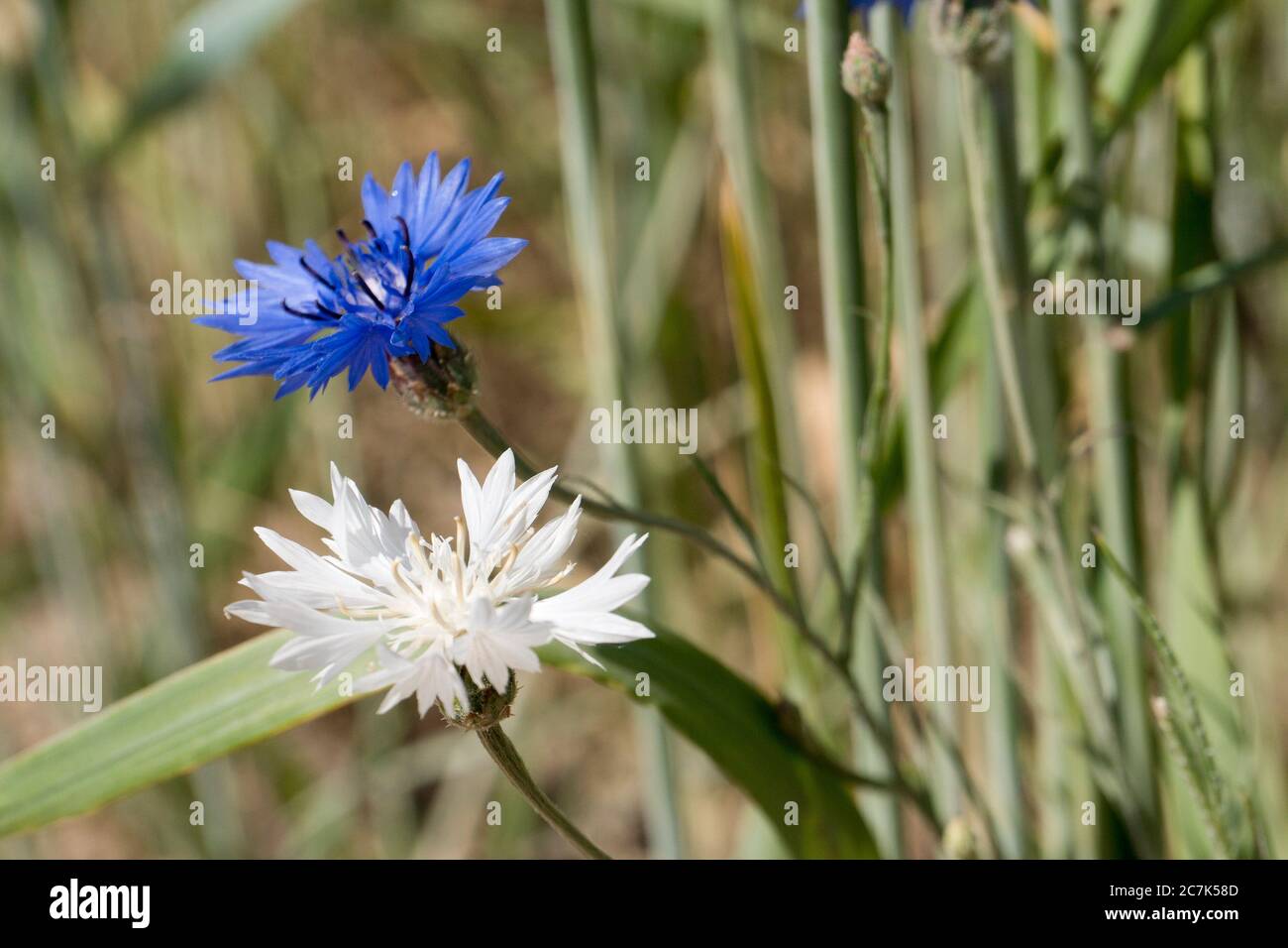 blue and white rare albino cornflower in wheat field Stock Photo