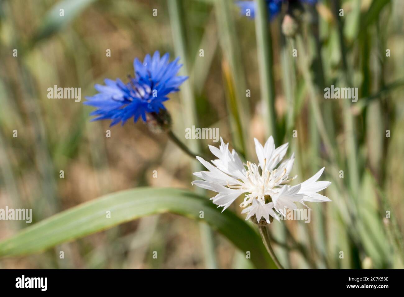 blue and white rare albino cornflower in wheat field Stock Photo