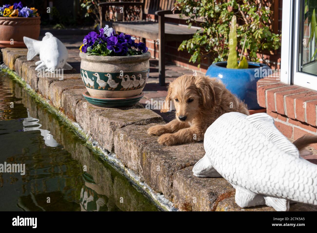 Puppy, Mini Goldendoodle, looks curiously into a koi pond. Stock Photo