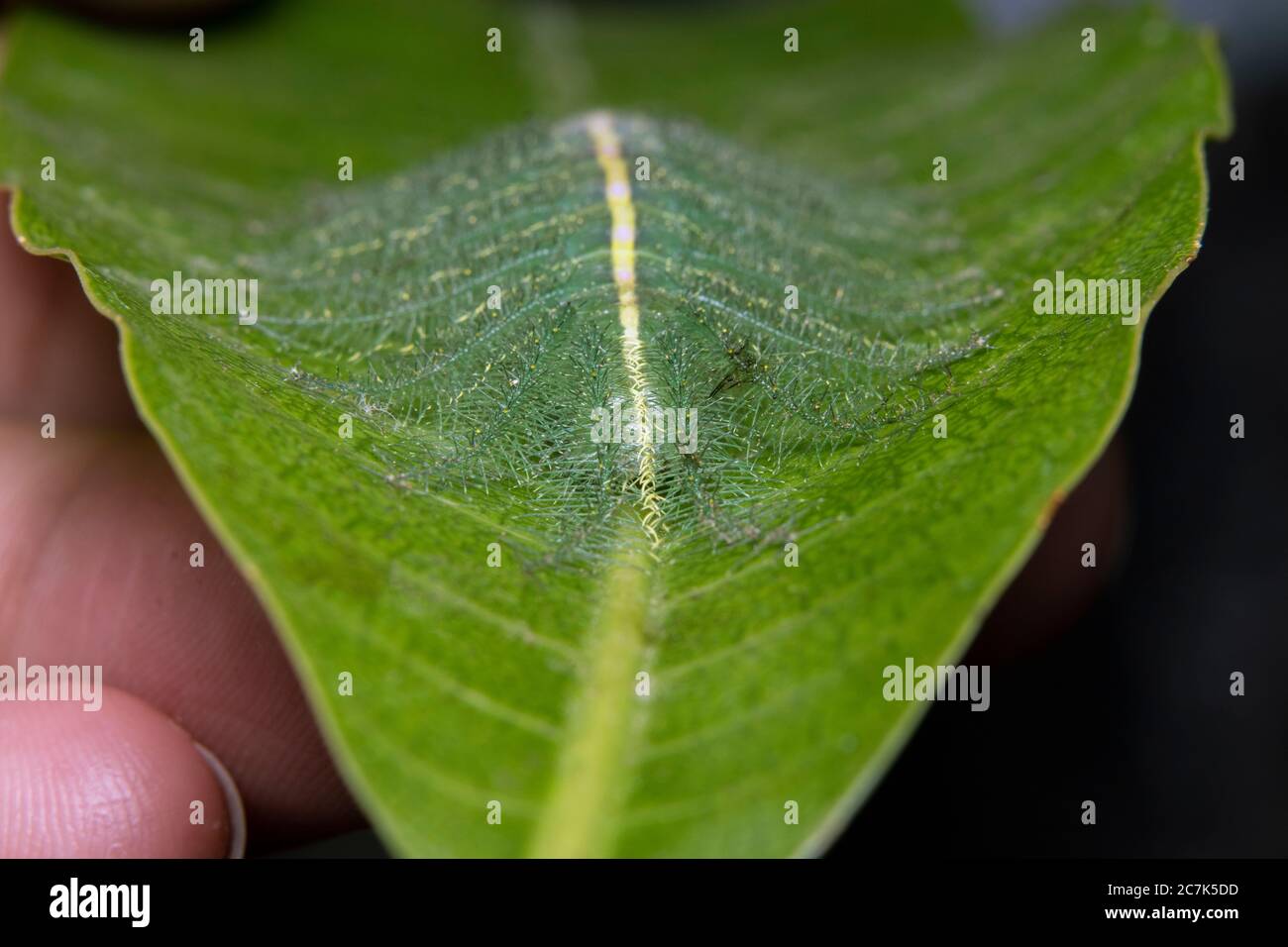 Mango Baron Caterpillar(Euthalia aconthea) closeup Stock Photo