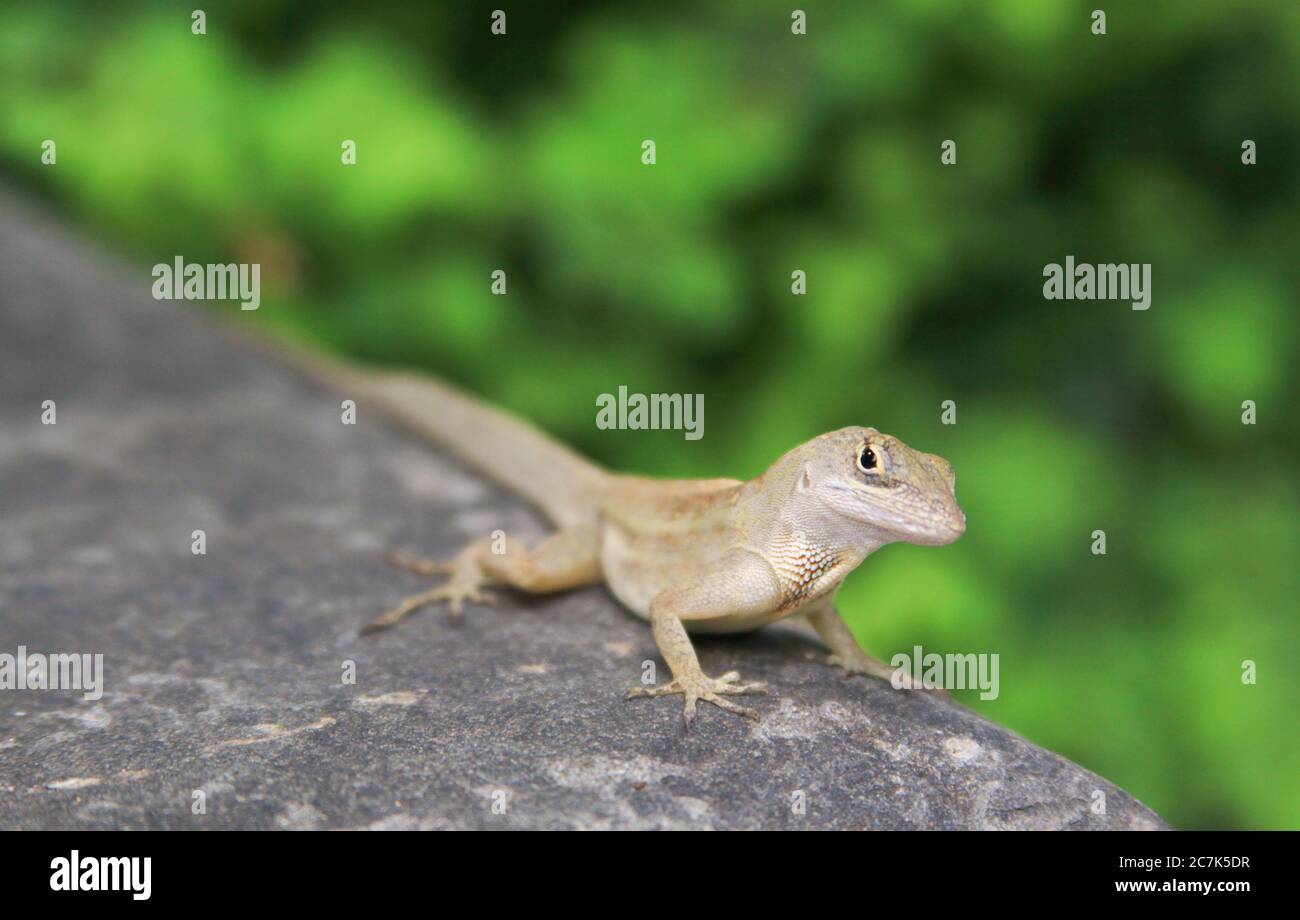 Brown Anole Lizard on a rock in Gardens by the Bay Singapore Stock Photo