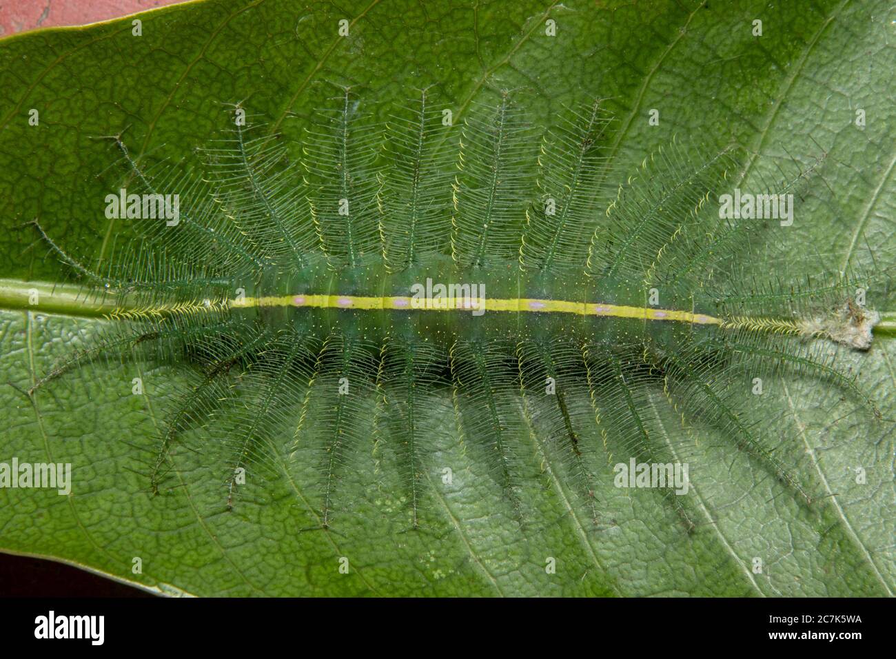 Mango Baron Caterpillar(Euthalia aconthea) Stock Photo