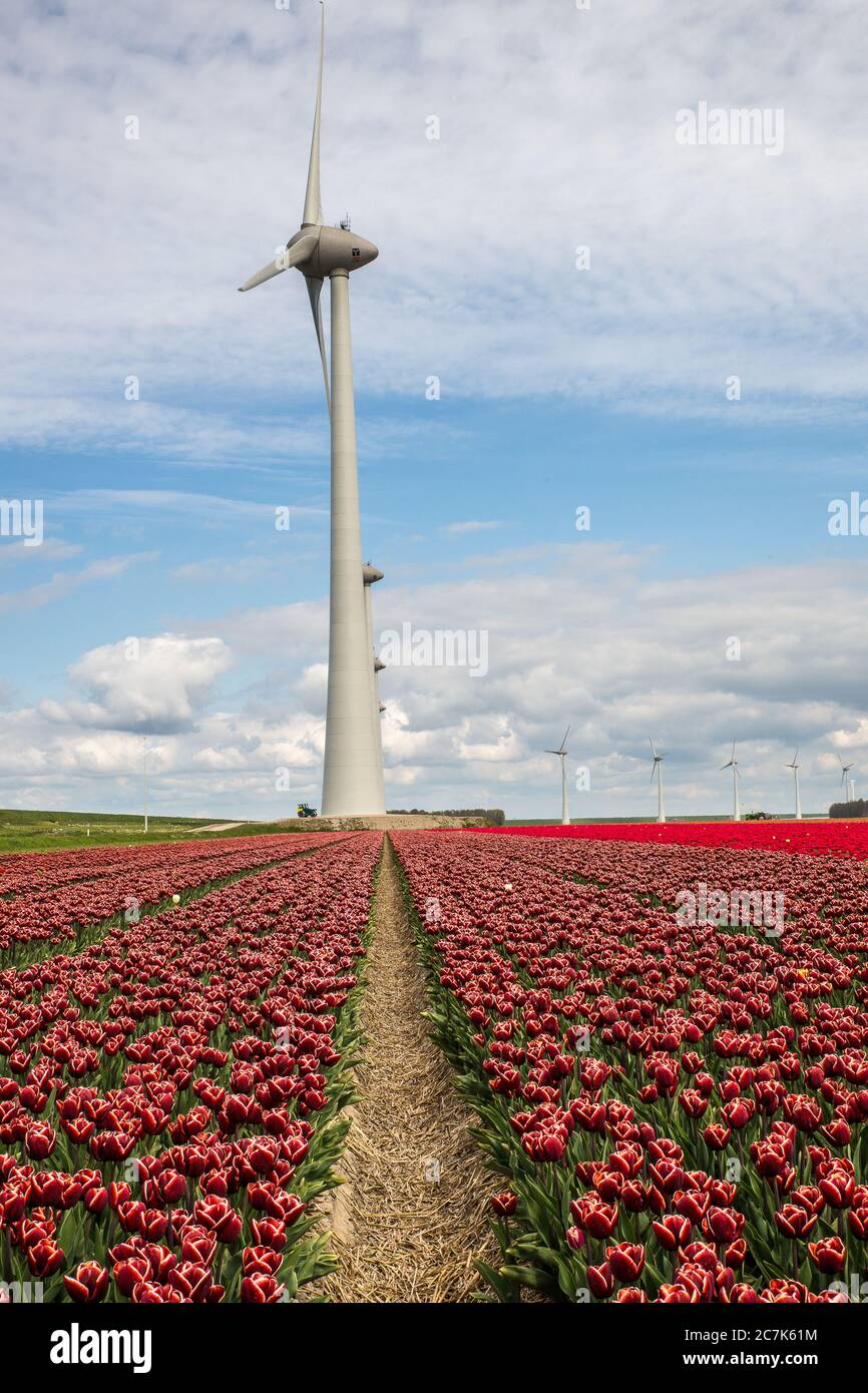 Vertical shot of red flower field with a windmill in the distance under a blue cloudy sky Stock Photo