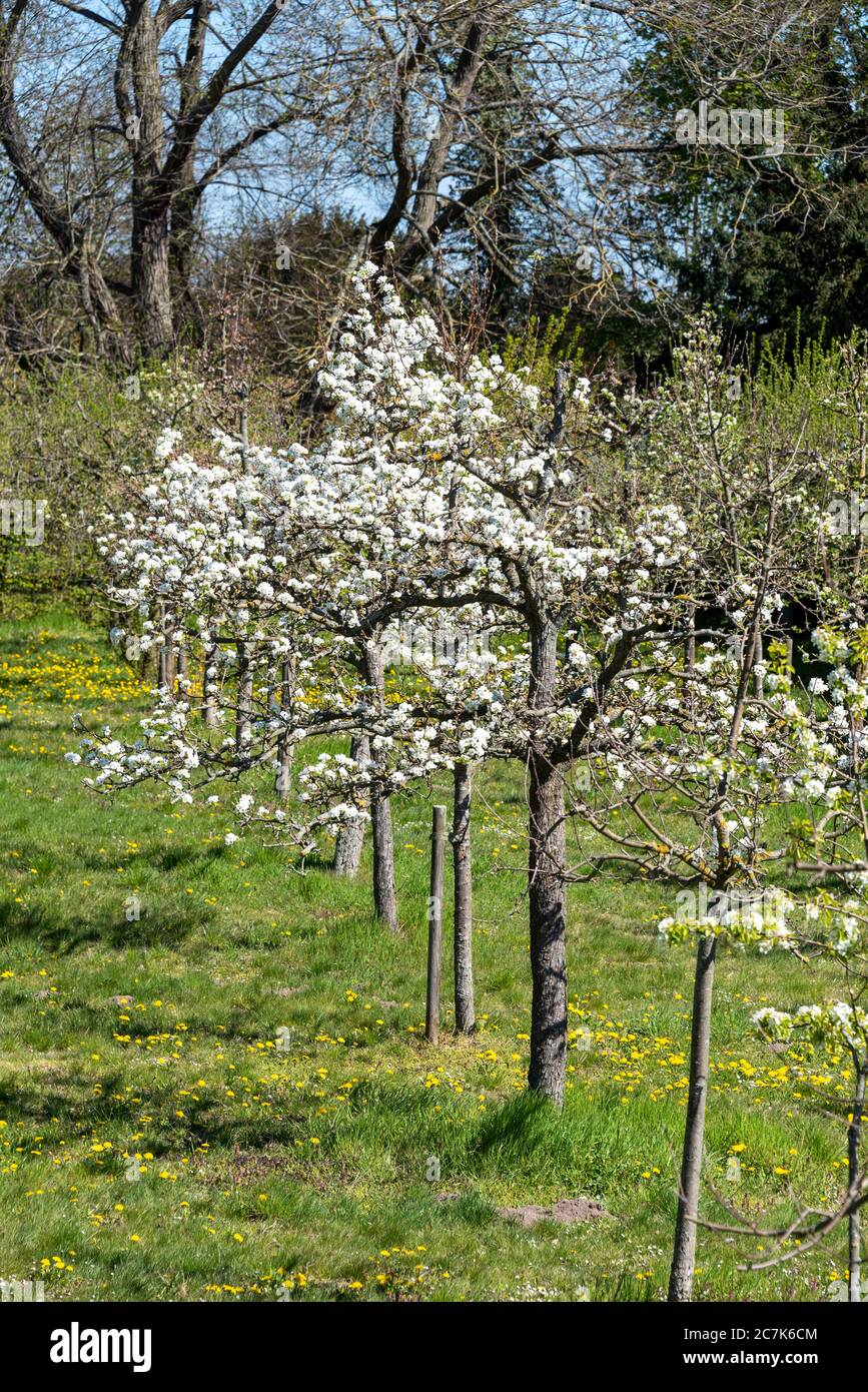 Beautifully blooming apple trees hi-res stock photography and images ...