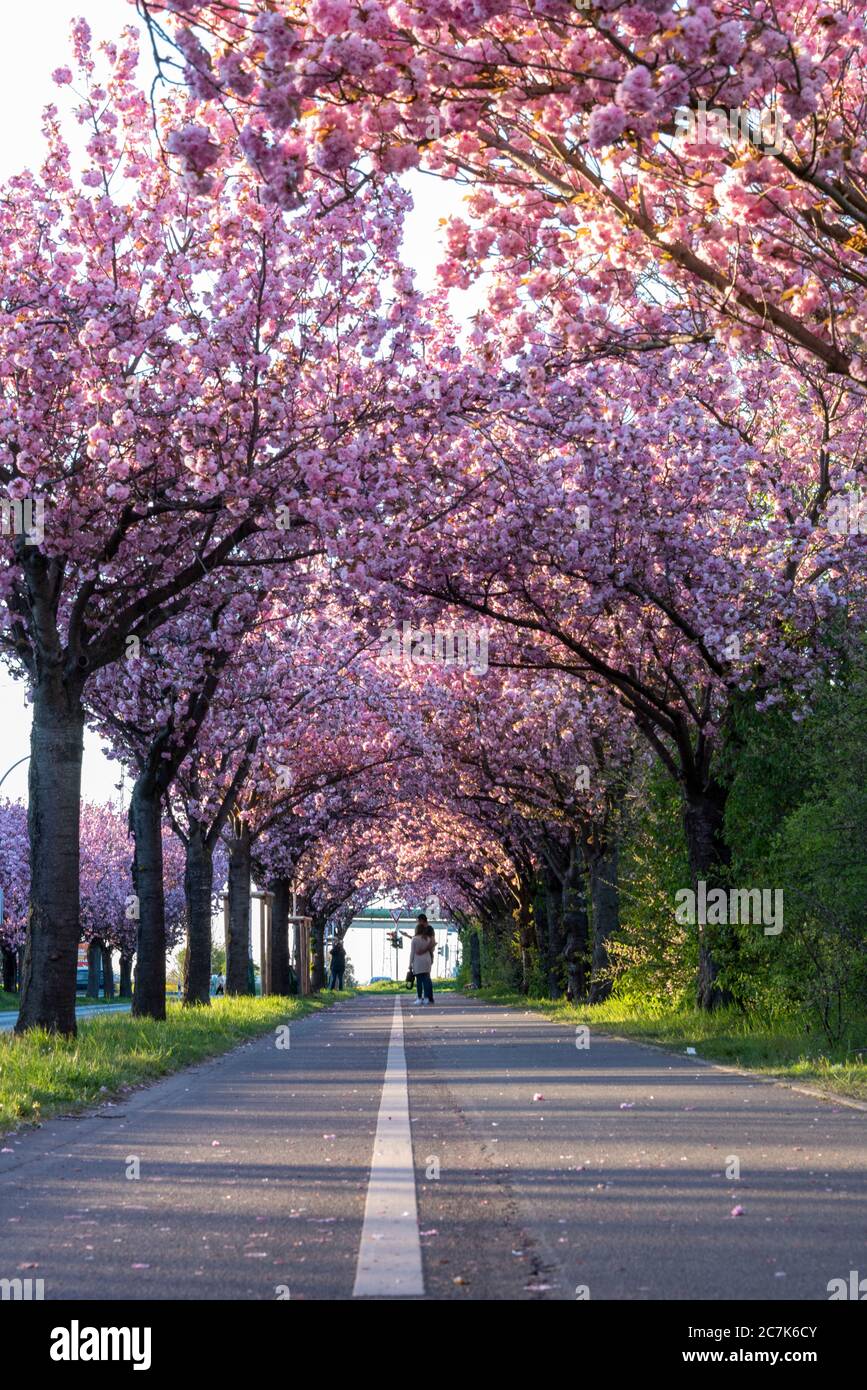 Avenue blossom cherry cherry hires stock photography and images Alamy