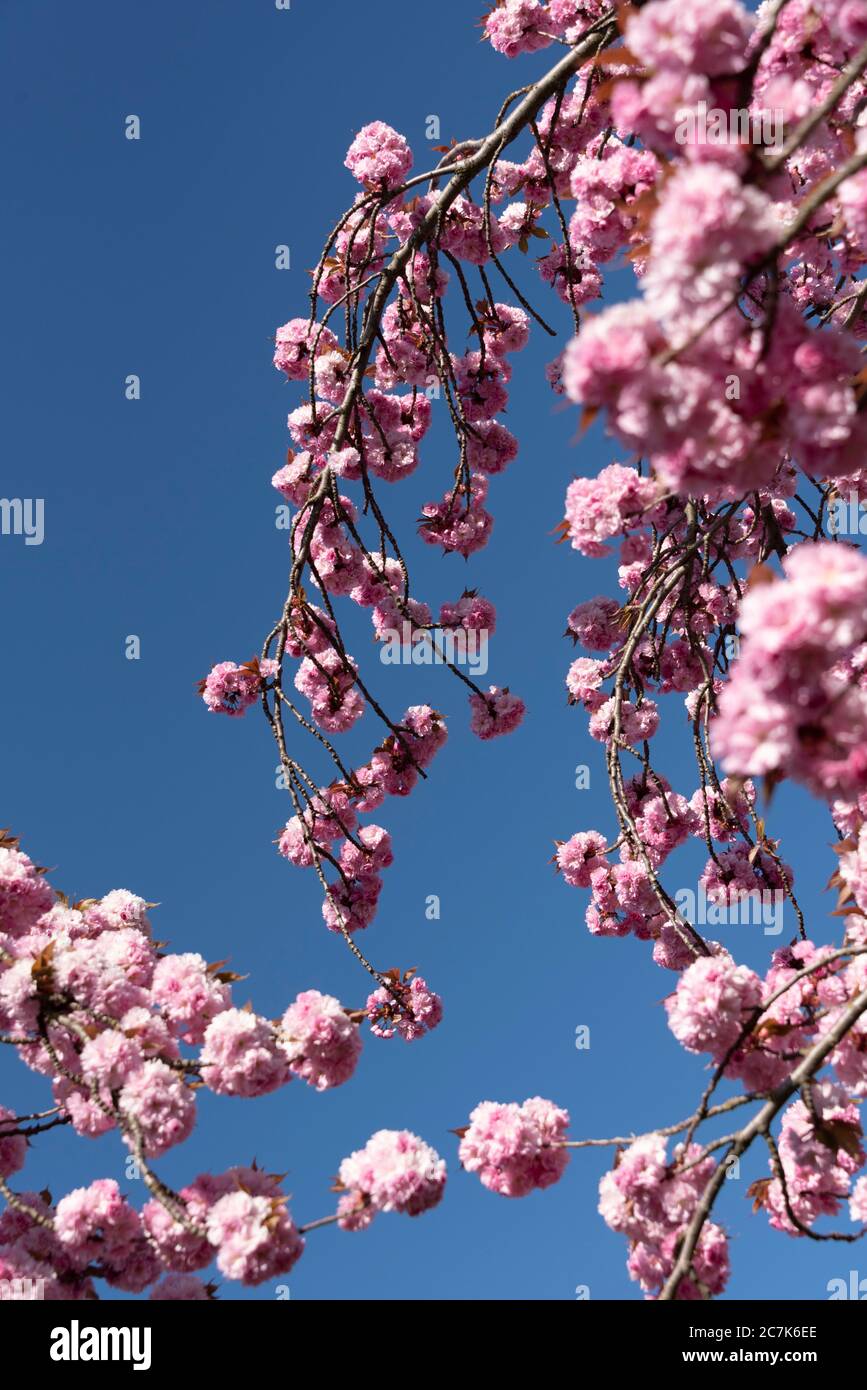 Cherry blossoms, Japanese cherry trees Stock Photo Alamy