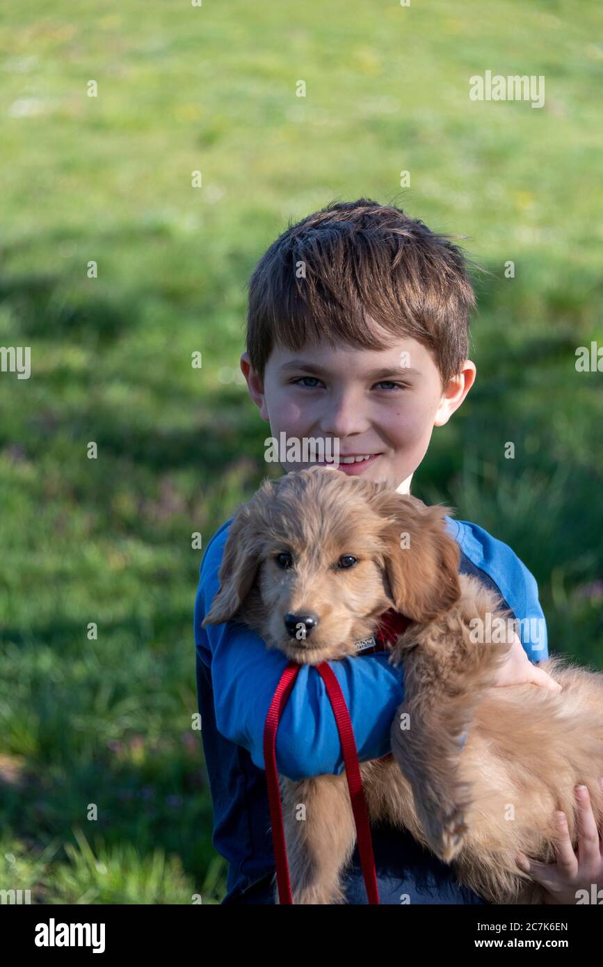 Boy holds a puppy in his arms, a mini goldendoodle Stock Photo