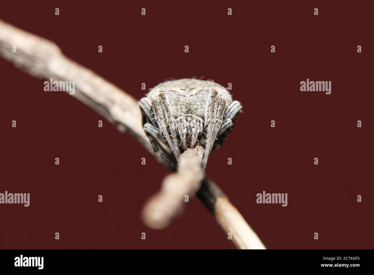 spotted ord Weaver spider (Neoscona Stock Photo - Alamy