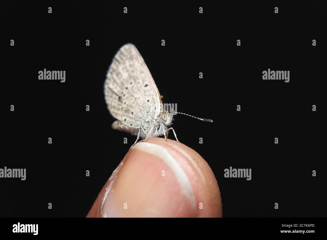 Lesser Grass Blue butterfly (Zizina Otis) on finger Stock Photo