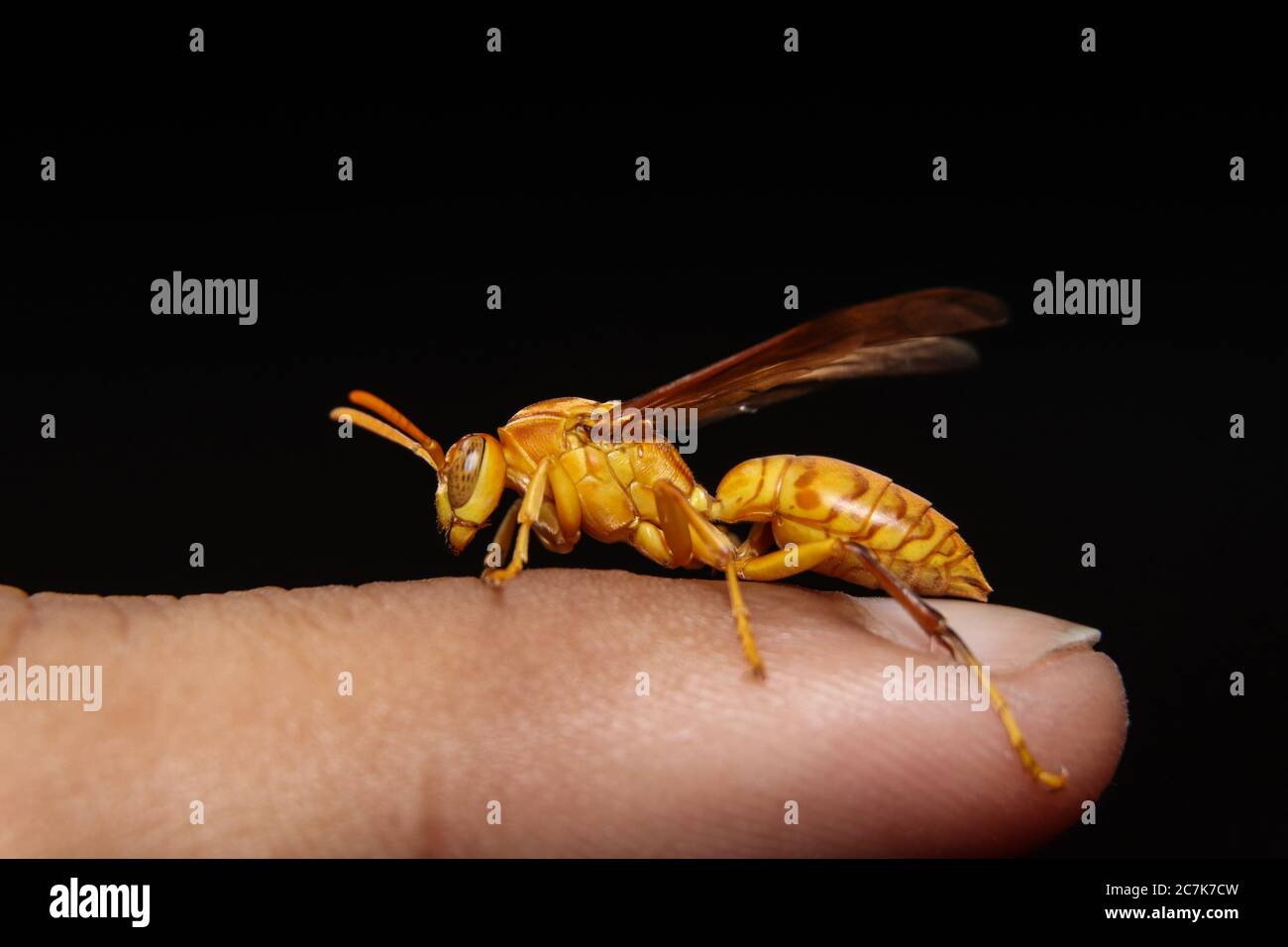 Indian wasp hi-res stock photography and images - Alamy
