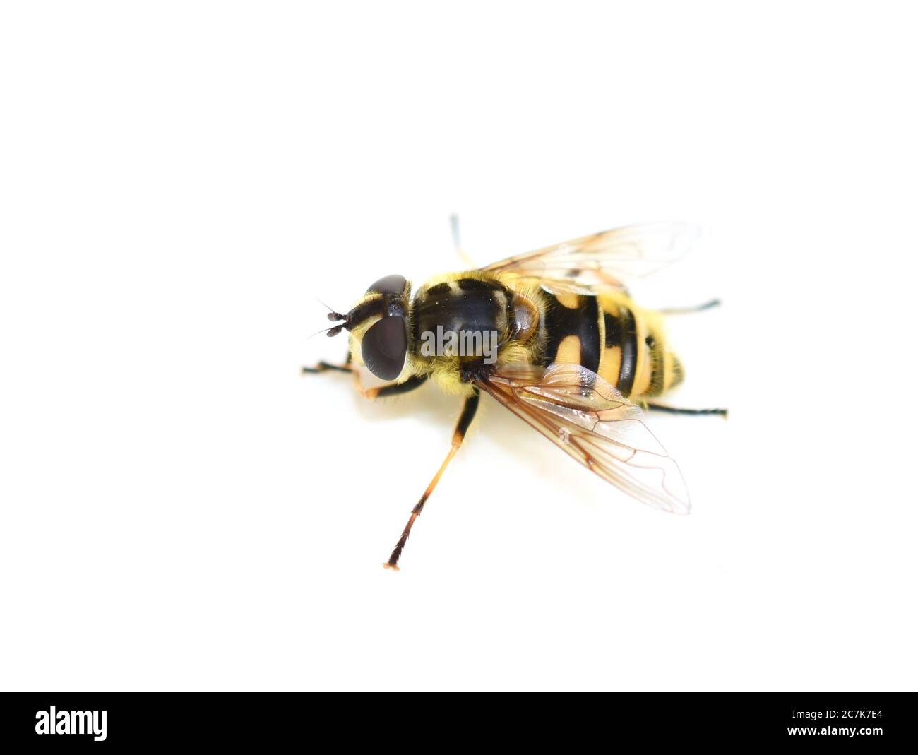 The hoverfly Myathropa florea mimicing wasp isolated on white background Stock Photo