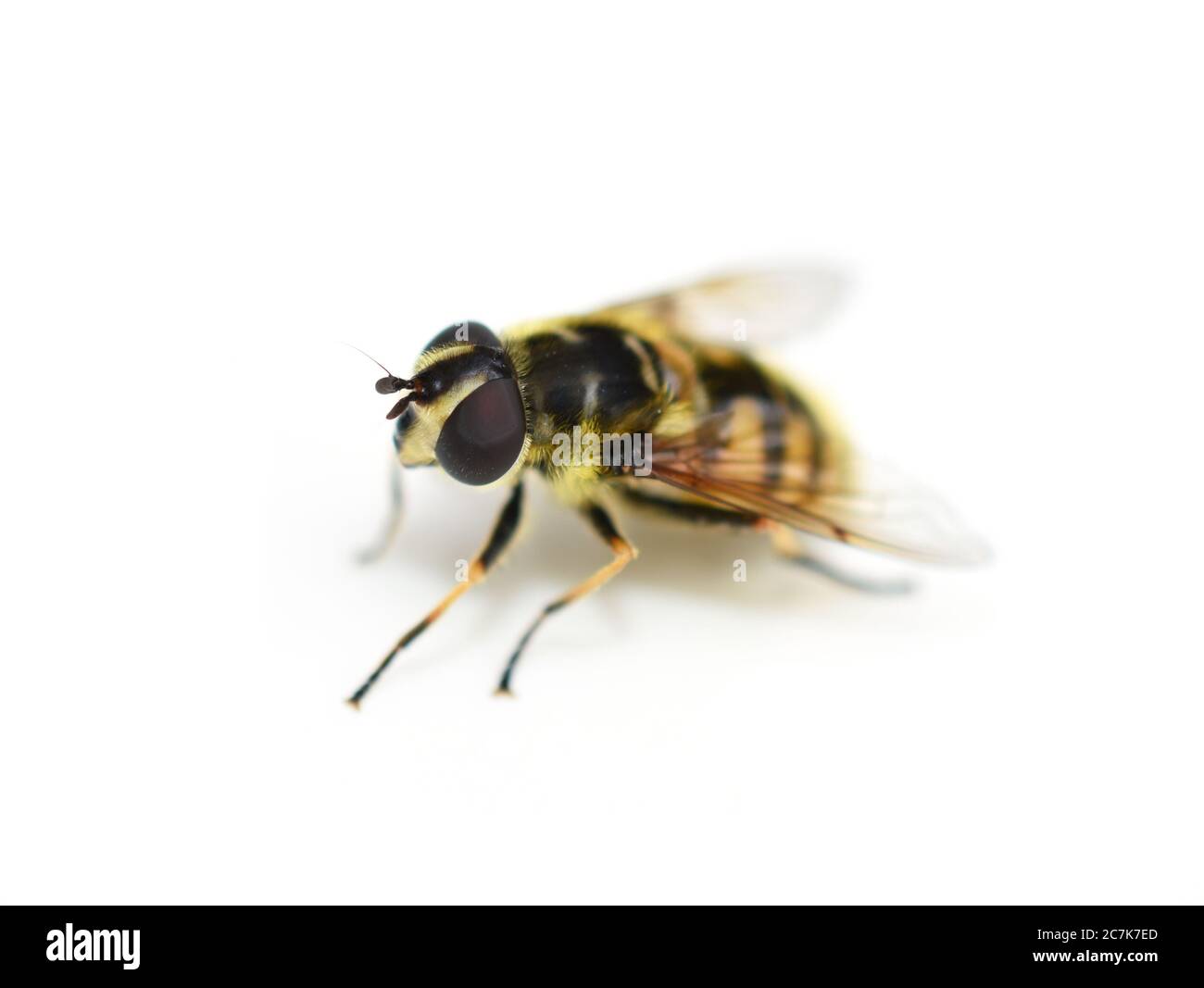 The hoverfly Myathropa florea mimicing wasp isolated on white background Stock Photo