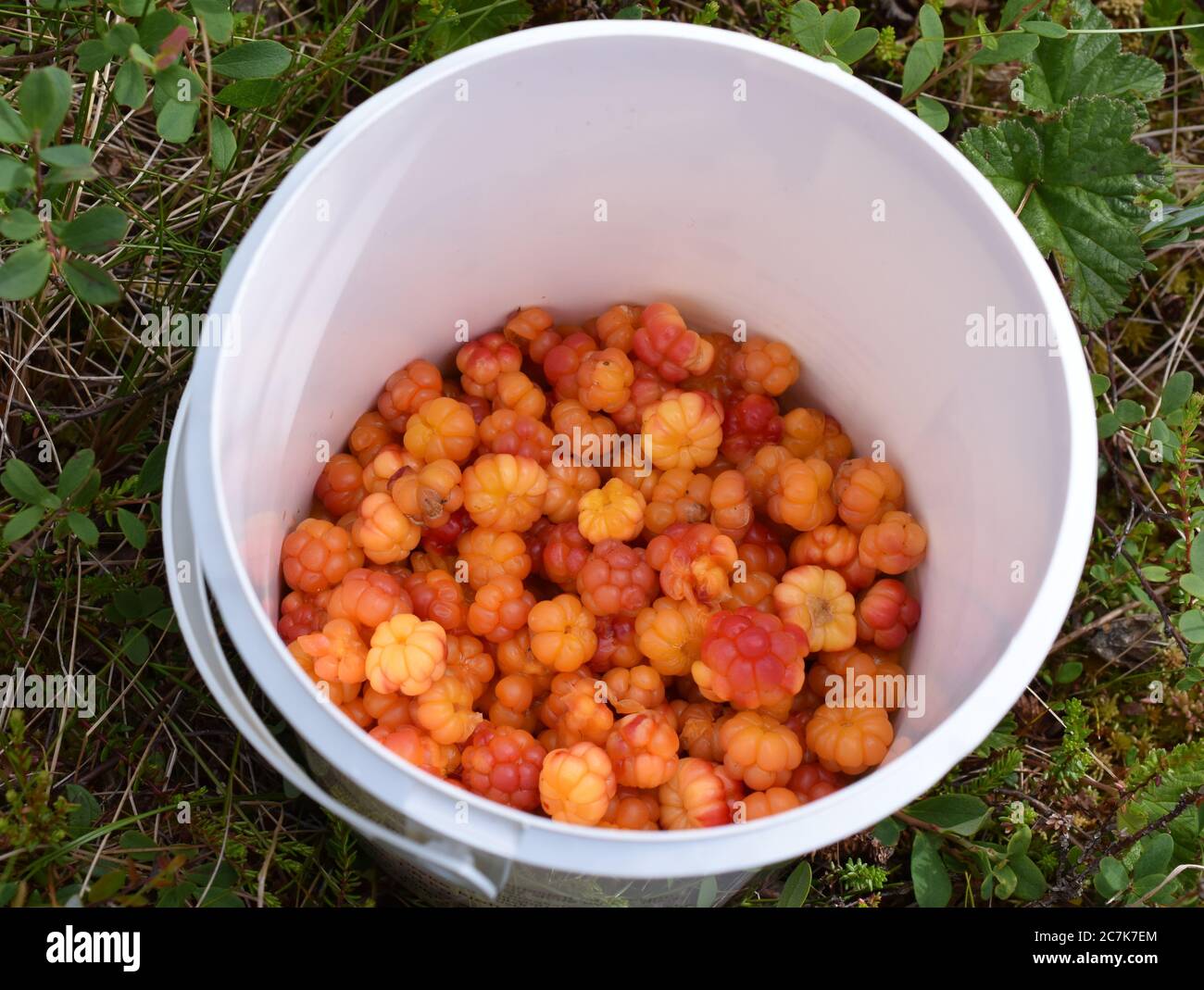 Bucket berry hi-res stock photography and images - Alamy