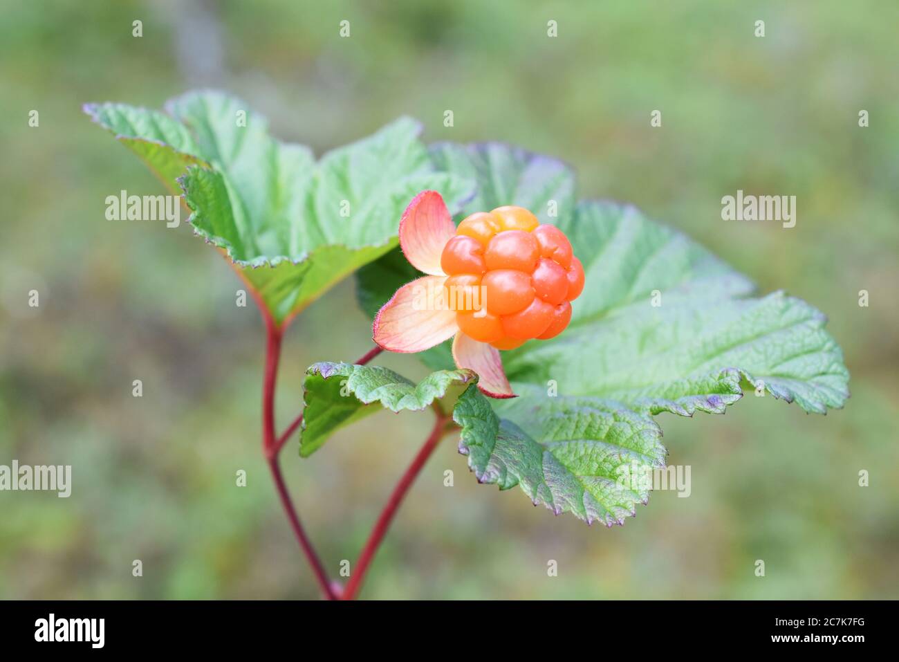 Cloudberry plant with orange colored ripe fruit growing in a forest Stock Photo