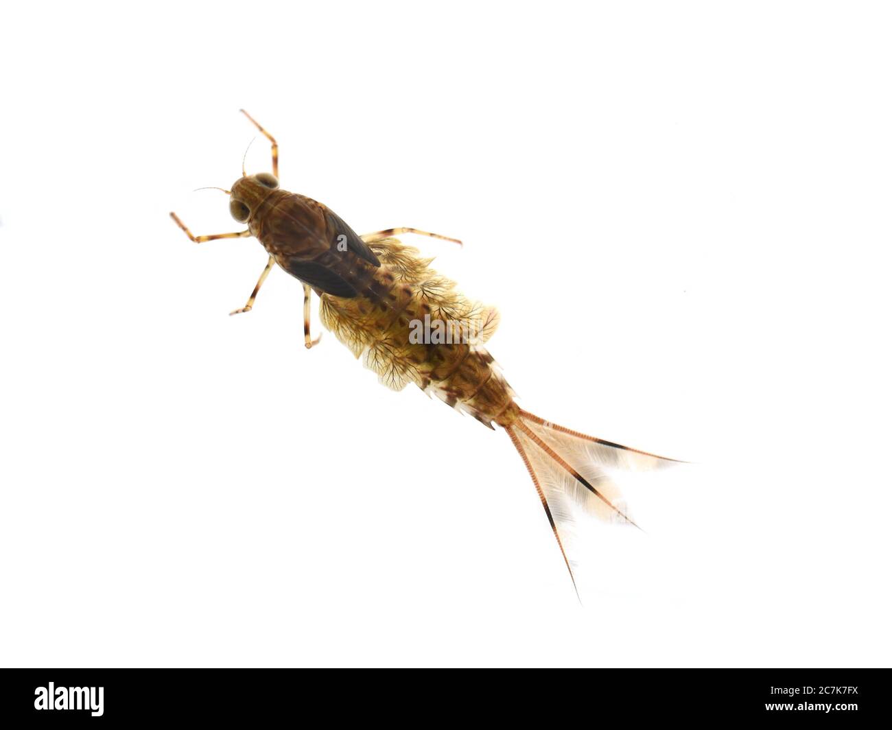 Nymph of the mayfly siphlonurus aestivalis isolated on white background Stock Photo