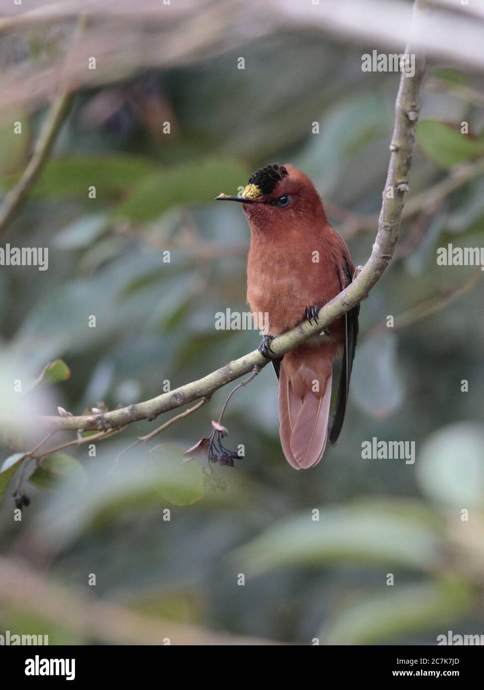 Juan Fernandez Firecrown (Sephanoides fernandensis) front view, perched on branch, San Juan Bautista, Robinson Crusoe Island, Chile 3 March 2020 Stock Photo