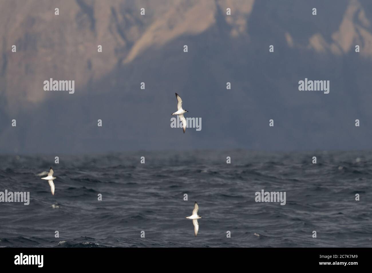 Masafuera, or Isla Alejandro Selkirk, (Alexander Selkirk Island), Juan Fernandez Group, Chile, with Juan Fernandez Petrels flying in front, March 2020 Stock Photo