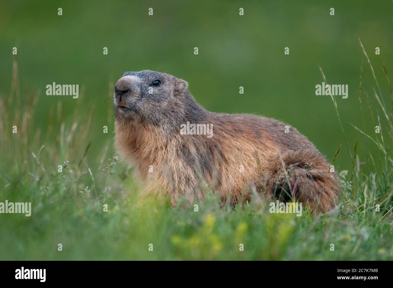 alpine marmot, marmota marmota, Coll de Pal, Bagà, Catalonia, Spain Stock Photo