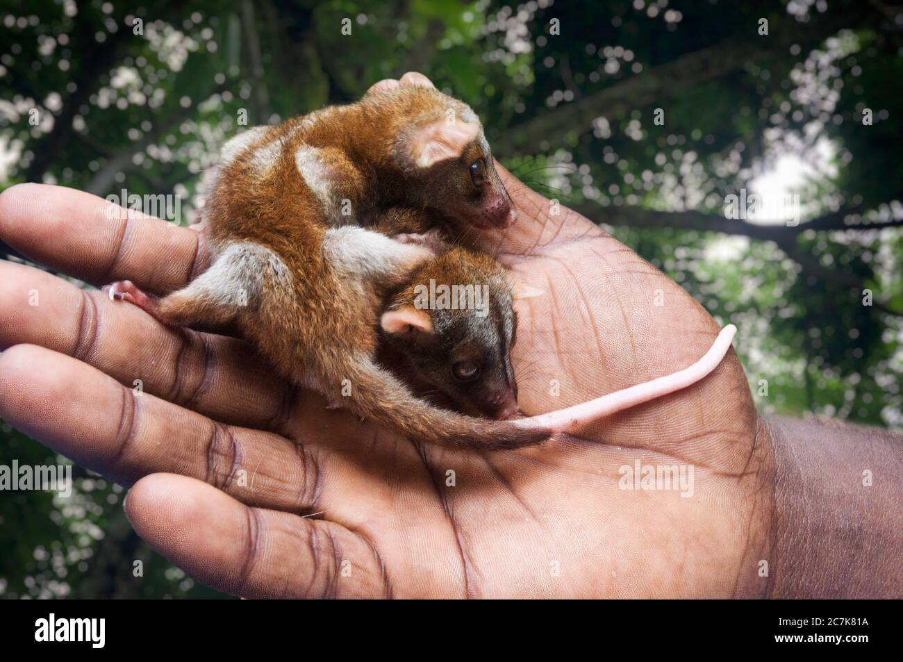 Two small baby opossum on the palm of a man's hand. Puerto Limon, Costa Rica. Stock Photo