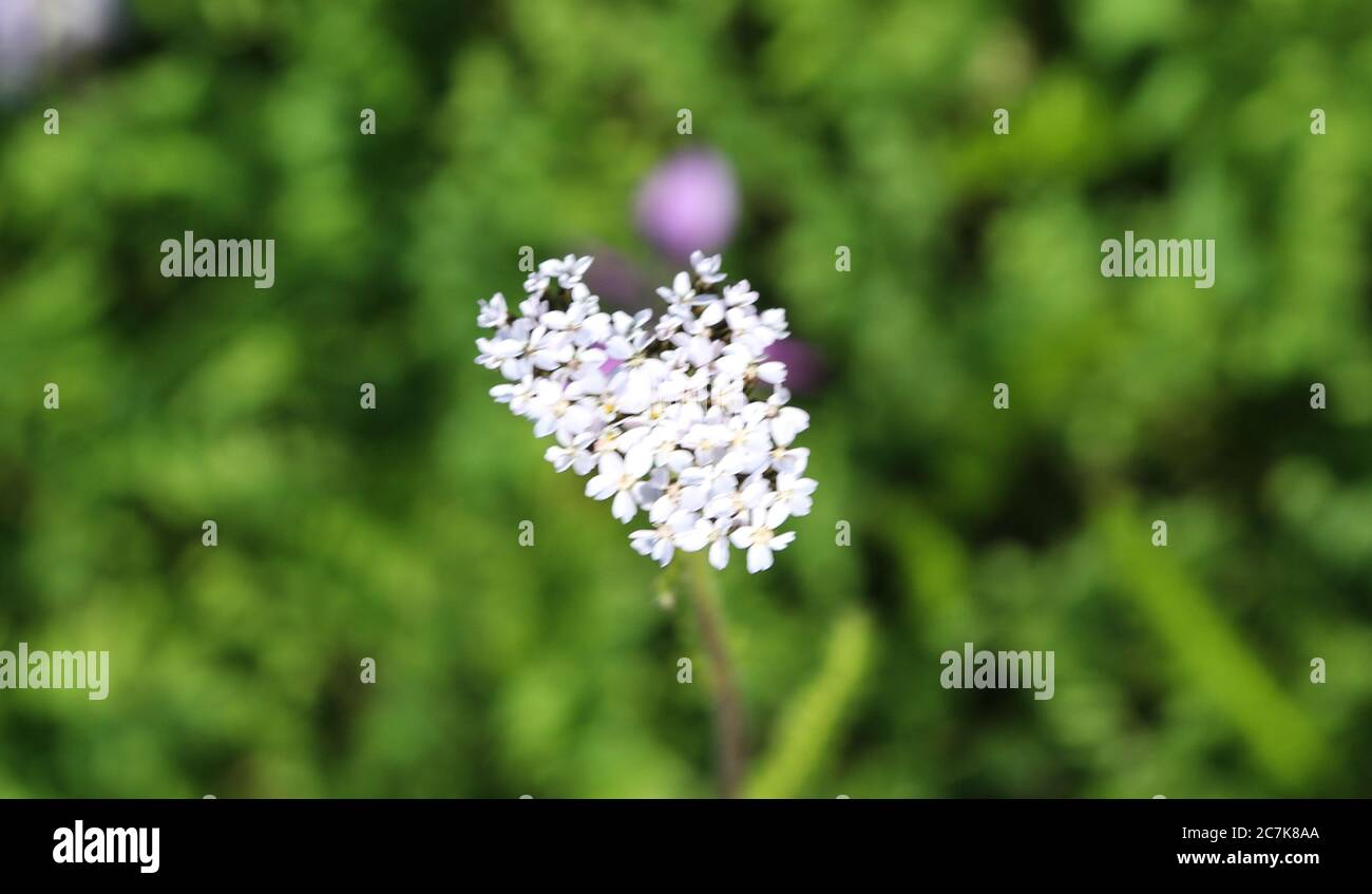 Close up of Achillea millefolium, commonly known as common yarrow Stock Photo