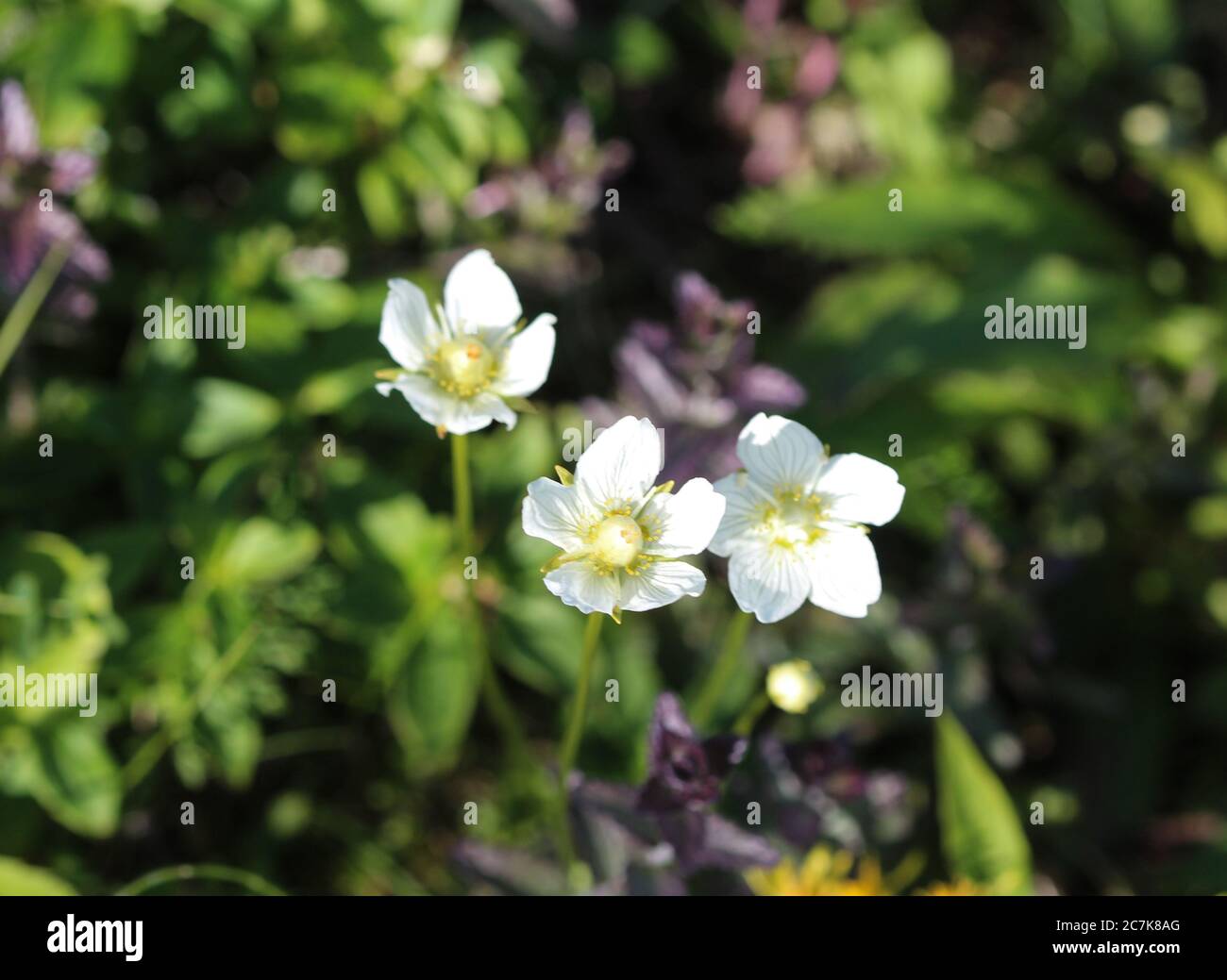 Close up of Parnassia palustris, commonly called marsh grass of Parnassus, northern grass-of-Parnassus, and bog-star Stock Photo