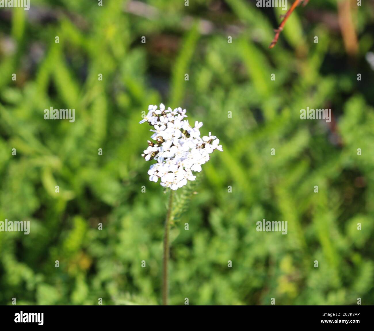 Close up of Achillea millefolium, commonly known as common yarrow Stock Photo