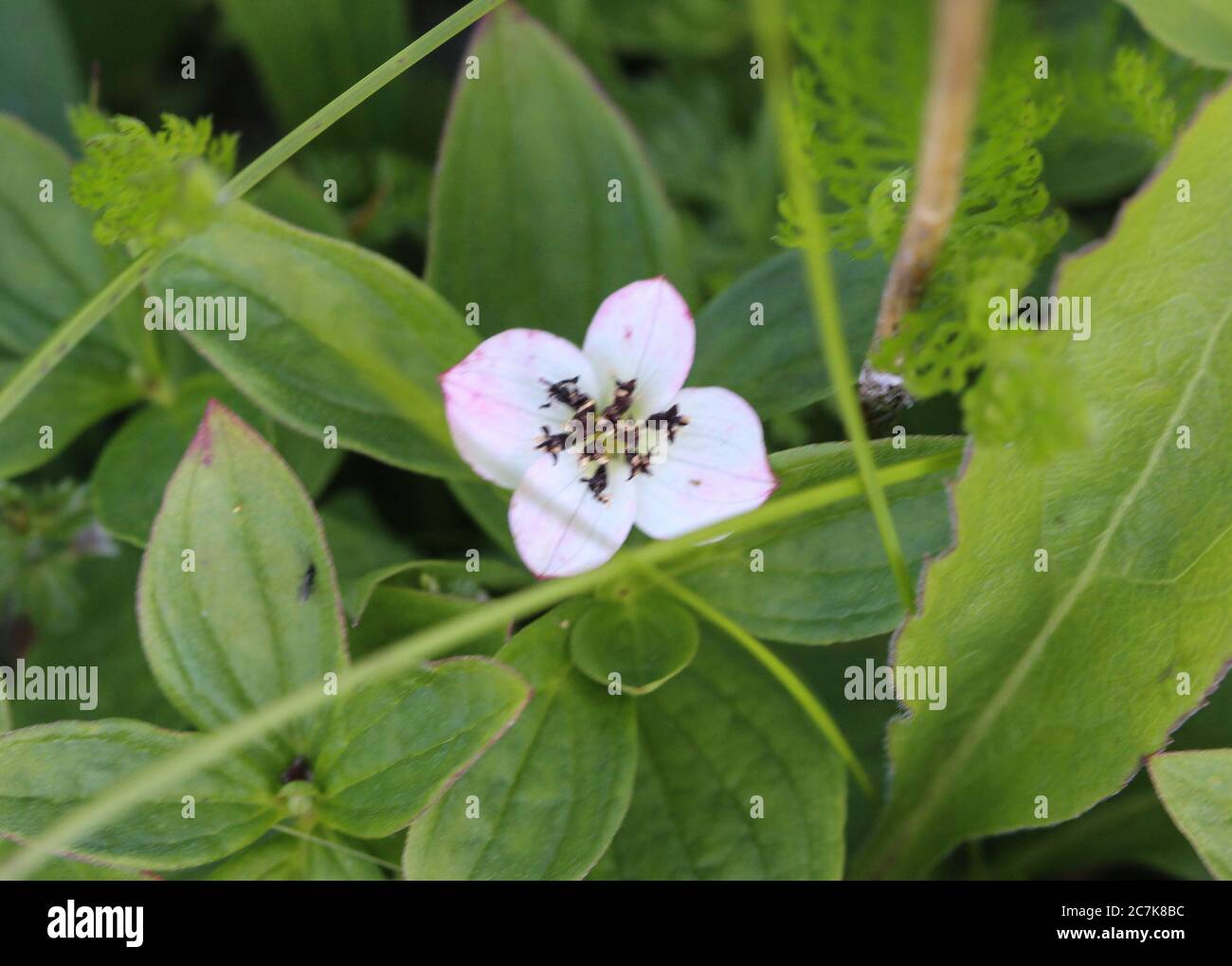 Close up of Parnassia palustris, commonly called marsh grass of Parnassus, northern grass-of-Parnassus, and bog-star Stock Photo