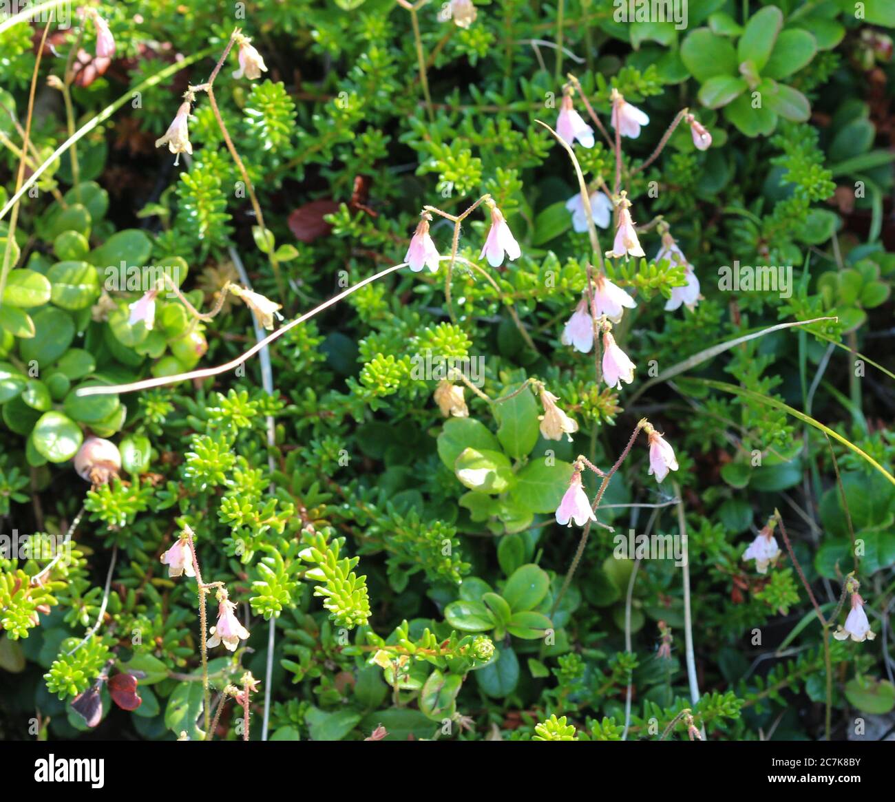 Close up of Linnaea borealis, commonly known as twinflower Stock Photo