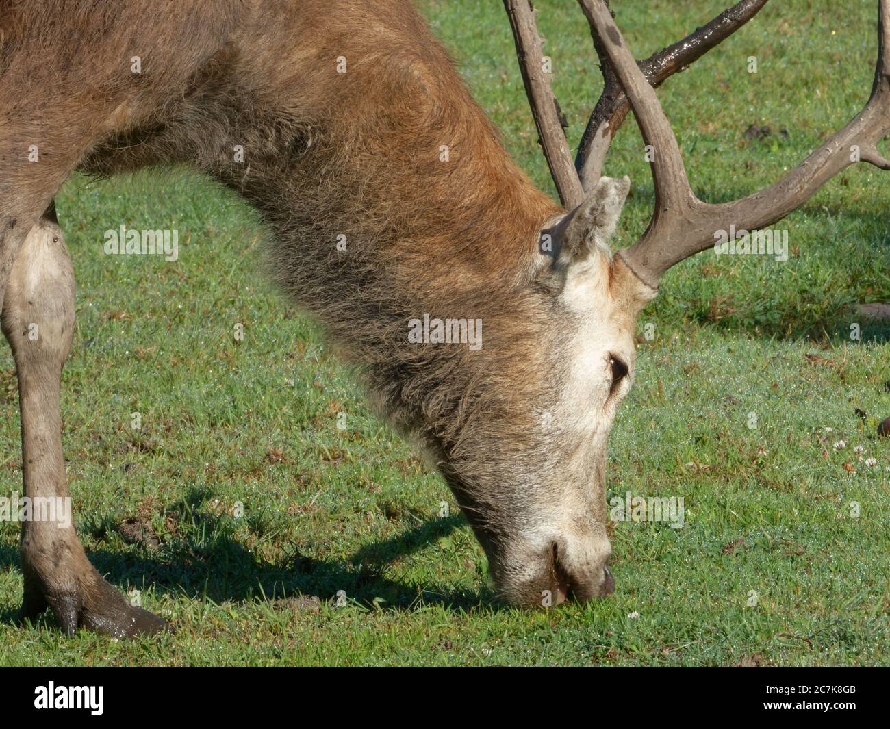 Père David's deer (Elaphurus davidianus), also known as the milu, male. Stock Photo