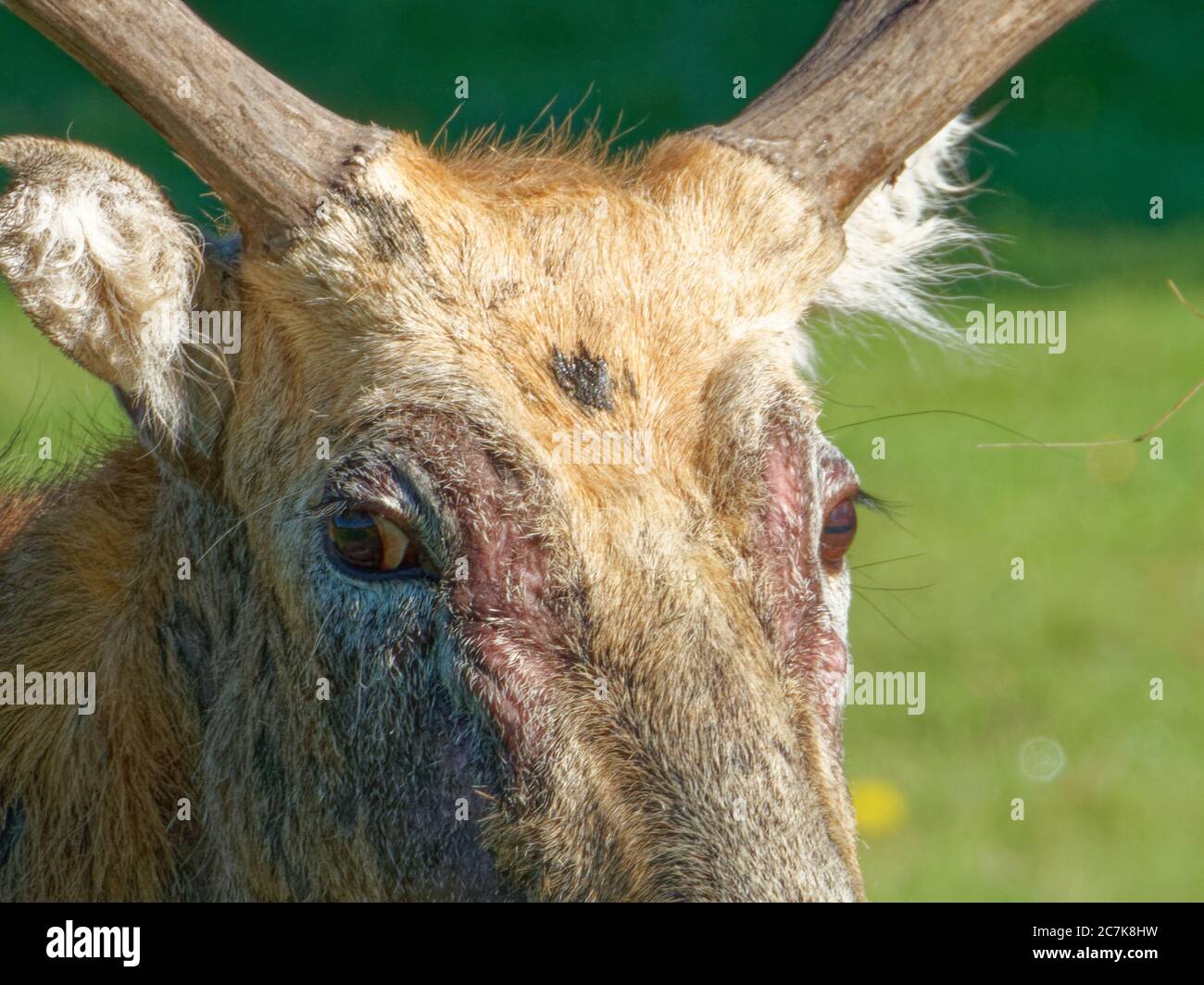 Père David's deer (Elaphurus davidianus), also known as the milu, male. Stock Photo