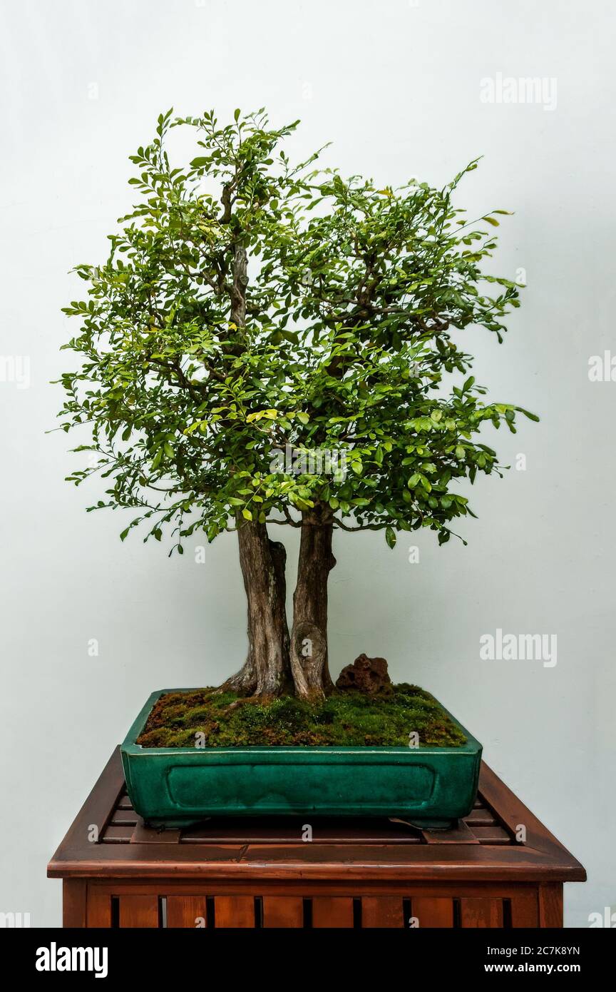 Bonsai tree: Podocarpus Macrophyllus, Buddhist Pine, Southern Yew, or Japanese Yew. An evergreen coniferous tree, native to south Western China and Ja Stock Photo