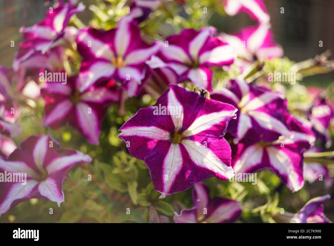 Purple White Petunia Flowers Bush Grow In A Summer Garden Stock Photo Alamy